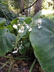 Begonia fusca