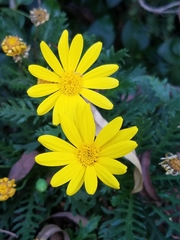 Euryops pectinatus