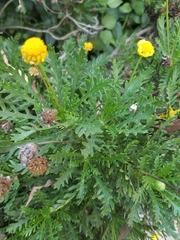 Euryops pectinatus