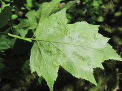 Eriophyes torminalis