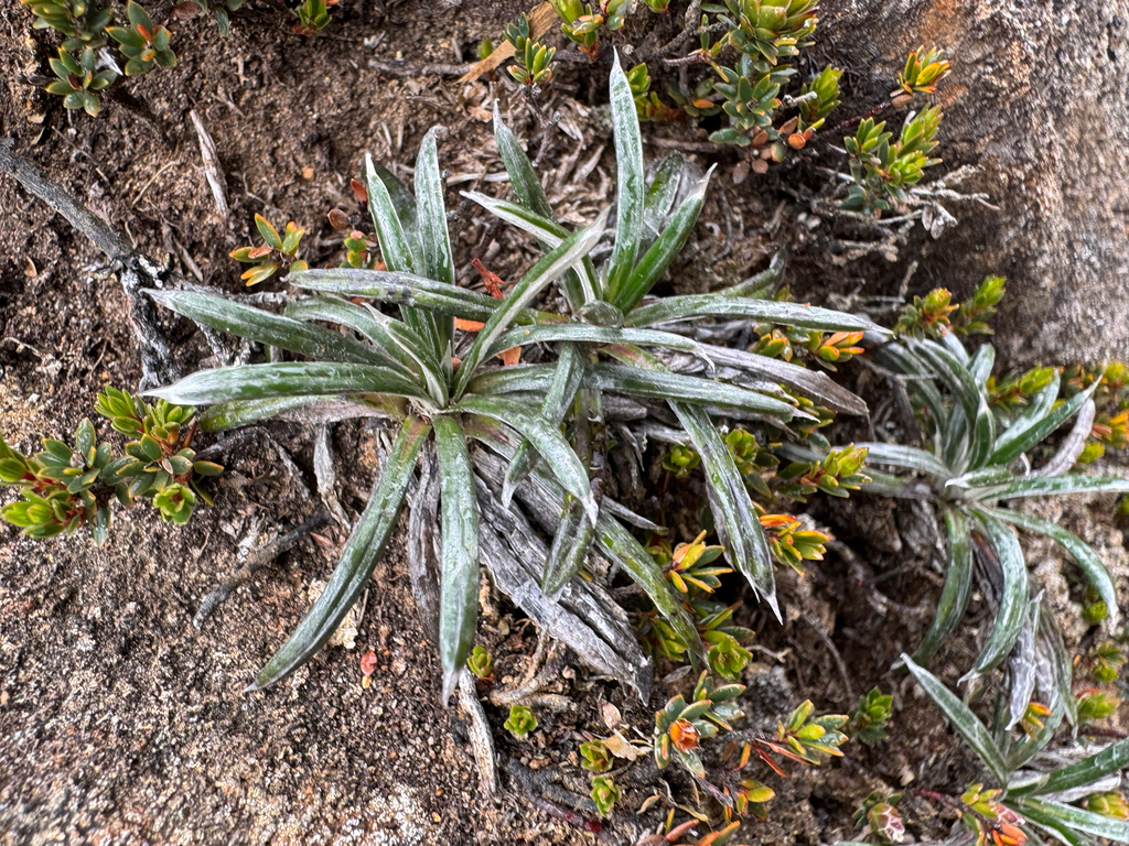 Celmisia asteliifolia; photograph (c) Caleb Catto, some rights reserved (CC BY)