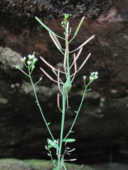 Ceutorhynchus atomus