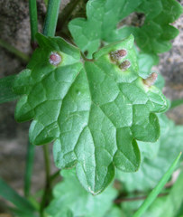 Rondaniola bursaria