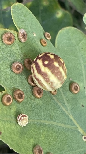 Striped Pea Gall Wasp, Piershilse Bos, Goudswaard, Zuid-Holland, NL, photo 6 of 10