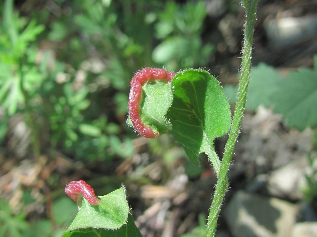 Aculus convolvuli