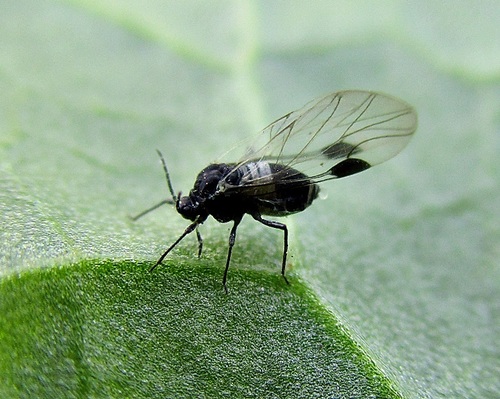 Representative image of Anoecia