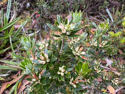 Cyathodes straminea, photograph 4