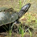 Red-eared Slider - Photo (c) Laura Clark, some rights reserved (CC BY), uploaded by Laura Clark