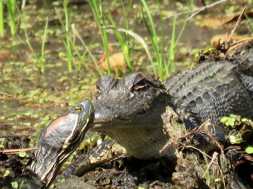 Common Slider, Trachemys scripta