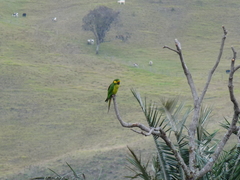Ognorhynchus icterotis
