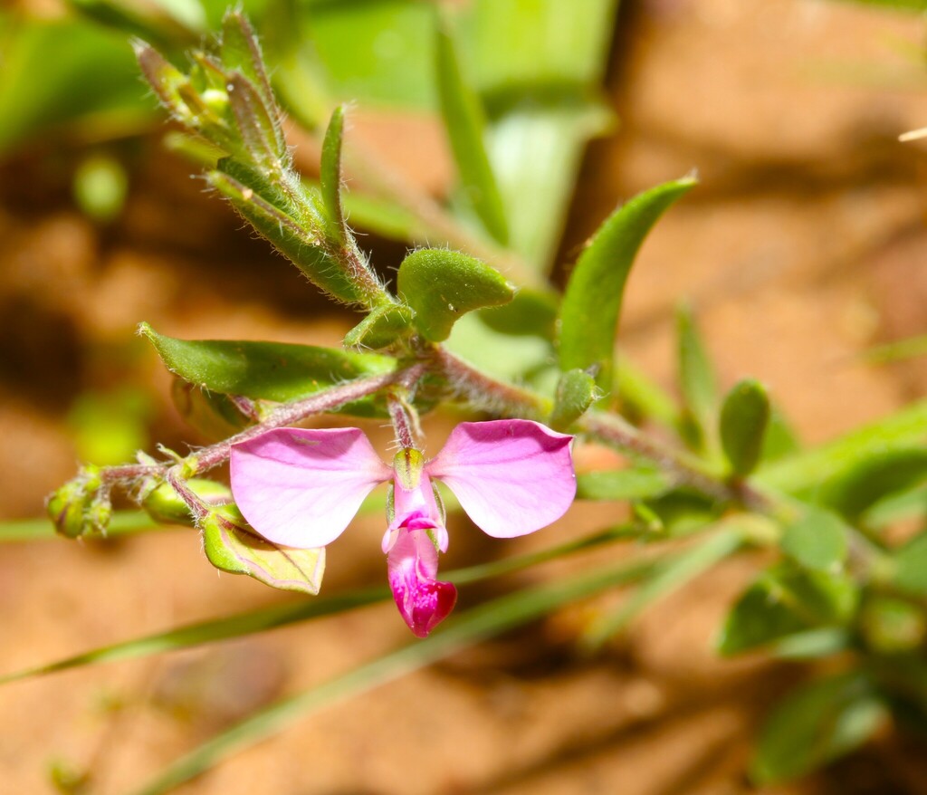 Rough Falsepea from Cape Farms, Cape Town, South Africa on August 13 ...