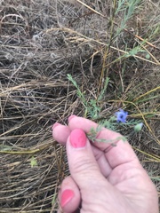 Linum pratense