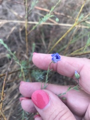 Linum pratense