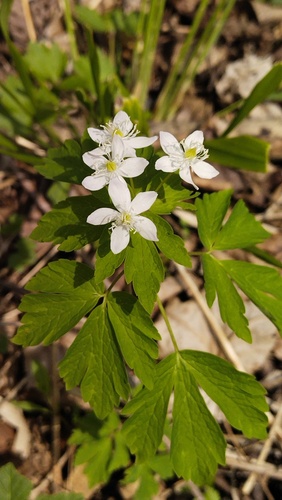 East Asian false rue anemone (Enemion raddeanum)