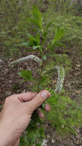 Salix gracilistyla, photograph 6