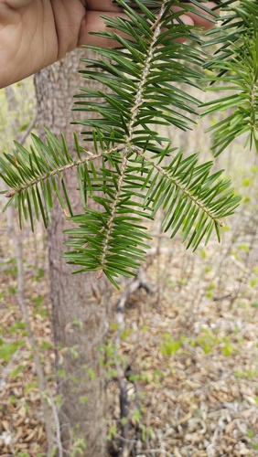 Abies holophylla