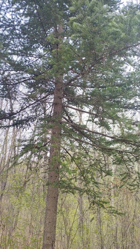 Manchurian Fir (Abies holophylla)