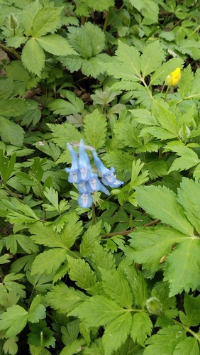 Corydalis fumariifolia, photograph 6