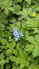 Corydalis fumariifolia, photograph (c) Andrew Bazdyrev, some rights reserved (CC BY)