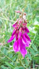 Hedysarum hedysaroides