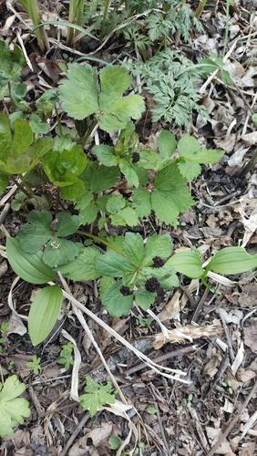Red-flowering sanicle (Sanicula rubriflora)