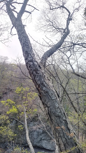 Iron Birch (Betula schmidtii)