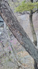 Betula schmidtii, photograph (c) Andrew Bazdyrev, some rights reserved (CC BY)