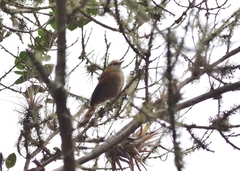 Cranioleuca albicapilla