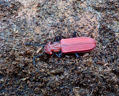 Cucujus cinnaberinus