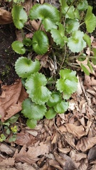 Micranthes manchuriensis, photograph Andrew Bazdyrev, CC BY, iNaturalist via GBIF