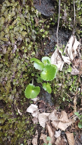 Micranthes manchuriensis, photograph 4