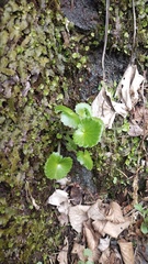 Micranthes manchuriensis, photograph Andrew Bazdyrev, CC BY, iNaturalist via GBIF