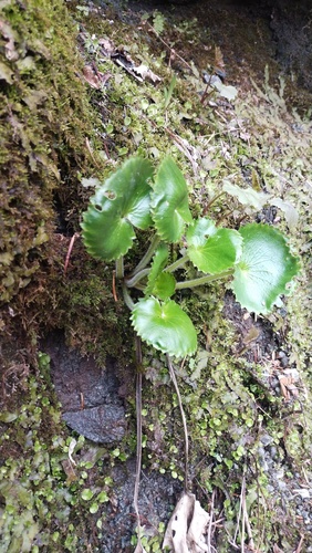 Micranthes manchuriensis, photograph 5
