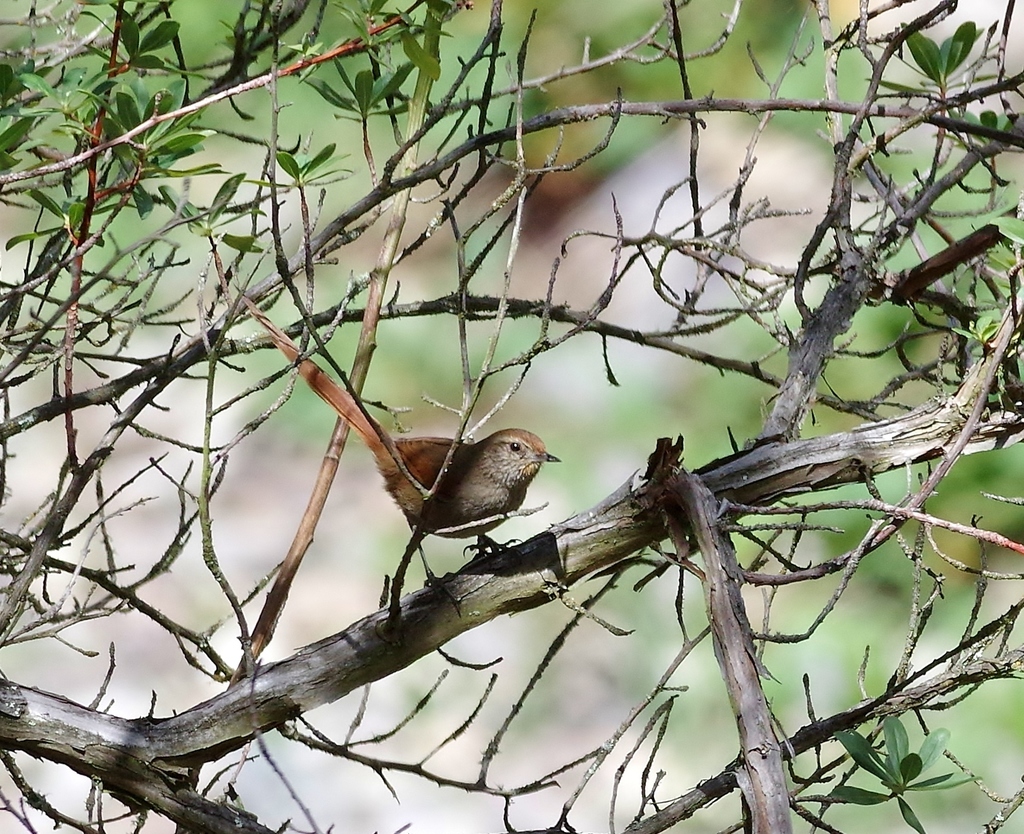 Rusty-fronted Canastero photo