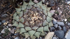 Ariocarpus retusus retusus