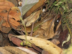 Sphenomorphus sabanus