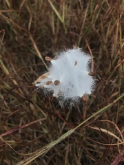 Asclepias viridiflora