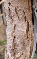 Argyroxiphium grayanum