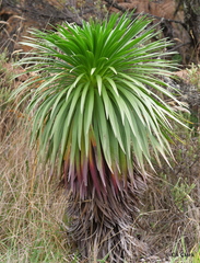 Argyroxiphium grayanum
