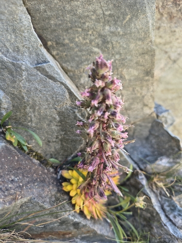 The Ancient King (Saxifraga florulenta)