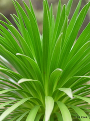 Argyroxiphium grayanum