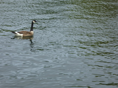 Branta canadensis