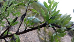 Rhabdocerca caudelli