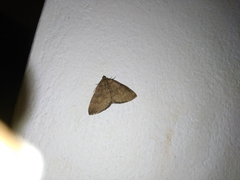 Larentia malvata