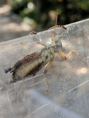 Melanoplus ponderosus