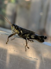 Melanoplus ponderosus