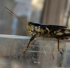 Melanoplus ponderosus