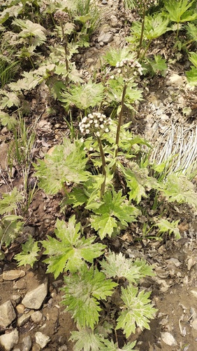 Petasites tatewakianus, photograph 3