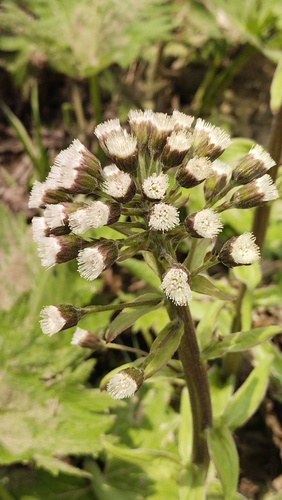 Tatewaki’s coltsfoot (Petasites tatewakianus)