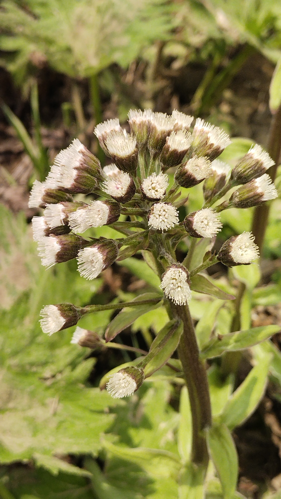Tatewaki’s Coltsfoot (Petasites tatewakianus)